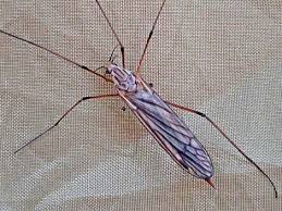 Attēlu rezultāti vaicājumam “Tipulidae”