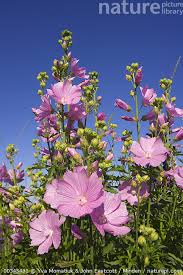 Image result for Malva moschata