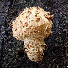 Attēlu rezultāti vaicājumam “Pholiota squarrosa”