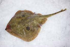 Image result for Leucoraja