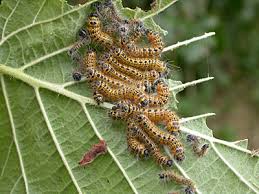 Attēlu rezultāti vaicājumam “Phalera bucephala”