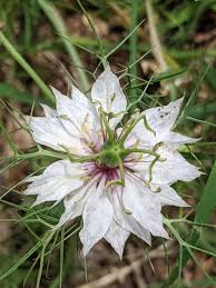 Image result for Nigella damascena