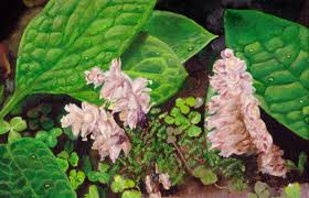 Attēlu rezultāti vaicājumam “Lathraea squamaria fruit”