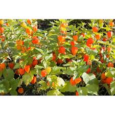 Attēlu rezultāti vaicājumam “Physalis alkekengi flower”