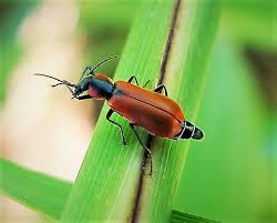 Attēlu rezultāti vaicājumam “Anthocomus rufus”