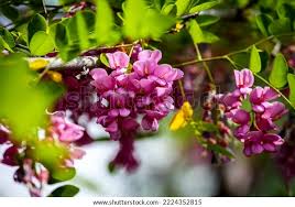 Attēlu rezultāti vaicājumam “Robinia neomexicana”