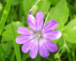 Attēlu rezultāti vaicājumam “Geranium molle flower”