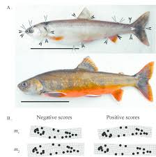 Image result for Salvelinus alpinus