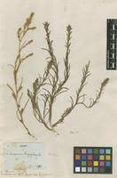 Attēlu rezultāti vaicājumam “Corispermum hyssopifolium”