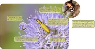 Attēlu rezultāti vaicājumam “Chrysanthia viridissima”