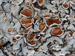 Attēlu rezultāti vaicājumam “Physcia aipolia”