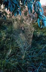 Attēlu rezultāti vaicājumam “Araneus angulatus”