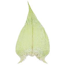 Attēlu rezultāti vaicājumam “Sciuro-hypnum curtum”