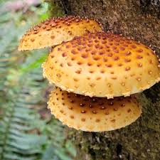 Attēlu rezultāti vaicājumam “Pholiota squarrosoides”