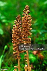 Attēlu rezultāti vaicājumam “Neottia nidus-avis fruit”