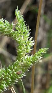 Attēlu rezultāti vaicājumam “Phleum phleoides”
