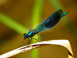 Attēlu rezultāti vaicājumam “Calopterygidae”