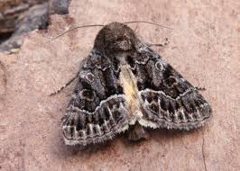 Attēlu rezultāti vaicājumam “Thalpophila matura”