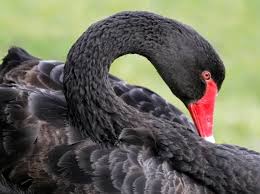 Attēlu rezultāti vaicājumam “Cygnus atratus”