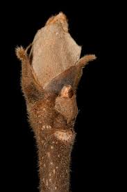 Attēlu rezultāti vaicājumam “Carya ovata leaf”