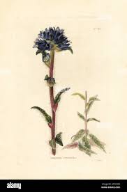 Attēlu rezultāti vaicājumam “Campanula cervicaria bud”