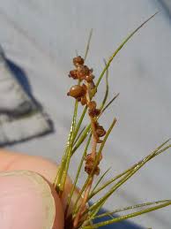 Attēlu rezultāti vaicājumam “Stuckenia pectinata”