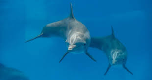 Image result for Dolphin Sub Aqua