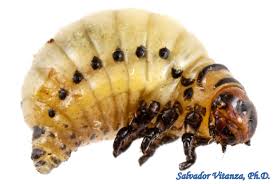 Attēlu rezultāti vaicājumam “Chrysomelidae”