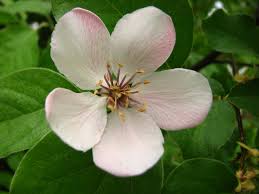 Attēlu rezultāti vaicājumam “Cydonia oblonga flower”