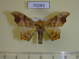 Attēlu rezultāti vaicājumam “Endromidae”