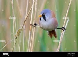 Attēlu rezultāti vaicājumam “Panurus biarmicus male”