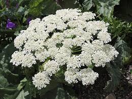 Attēlu rezultāti vaicājumam “Heracleum sosnowskyi leaf”