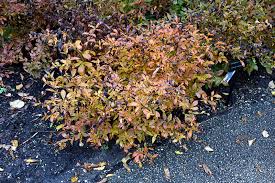 Attēlu rezultāti vaicājumam “Gillenia trifoliata”