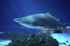 Image result for Carcharias taurus