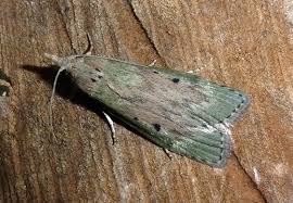 Attēlu rezultāti vaicājumam “Aphomia sociella female”