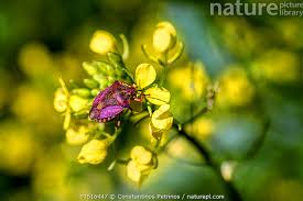 Attēlu rezultāti vaicājumam “Sinapis alba flower”