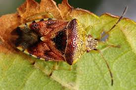 Attēlu rezultāti vaicājumam “Elasmucha grisea imago”