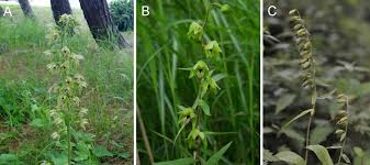 Attēlu rezultāti vaicājumam “Epipactis helleborine fruit”