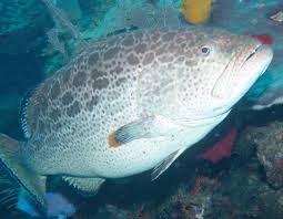 Image result for Mycteroperca venenosa