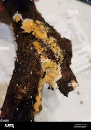 Attēlu rezultāti vaicājumam “Leucogyrophana mollusca”