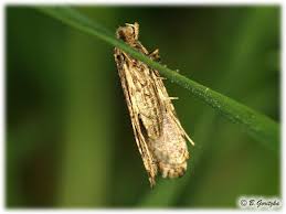 Attēlu rezultāti vaicājumam “Morophaga choragella”