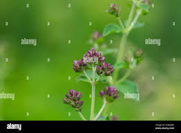 Attēlu rezultāti vaicājumam “Origanum vulgare bud”