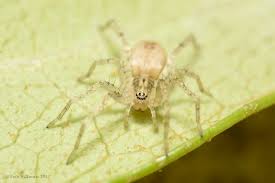 Attēlu rezultāti vaicājumam “Anyphaena accentuata”