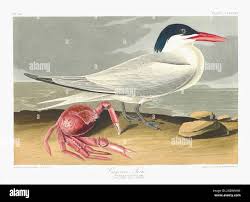 Image result for Sterna acuflavida