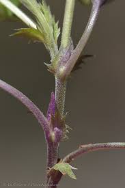 Attēlu rezultāti vaicājumam “Viola rupestris bud”