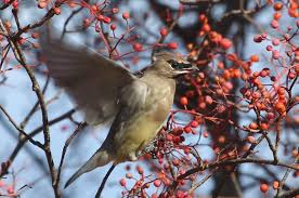 Attēlu rezultāti vaicājumam “Phellodendron amurense fruit”