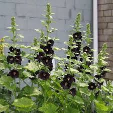 Image result for Alcea rosea nigra