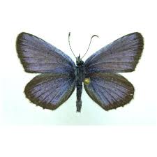 Attēlu rezultāti vaicājumam “Plebejus argus”