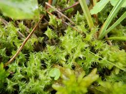 Attēlu rezultāti vaicājumam “Meesia triquetra”