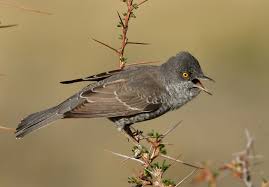 Attēlu rezultāti vaicājumam “Sylvia nisoria”